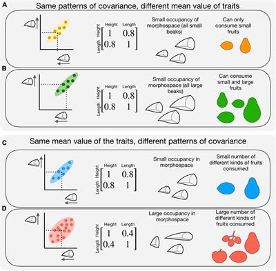 Reduced evolutionary potential of a frugivorous bird species in fragmented forests
